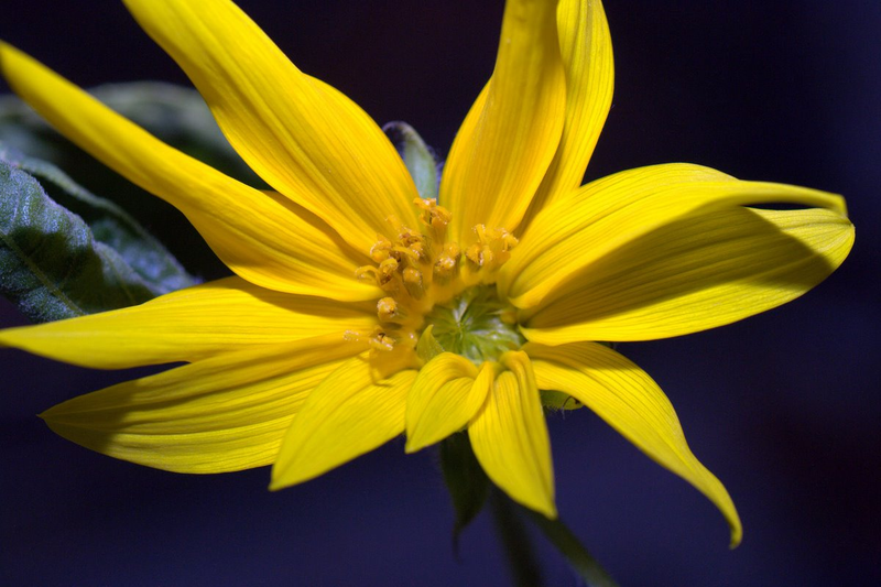 Illustration for article titled The First Space Flower Bloomed Decades Ago, Not This Week